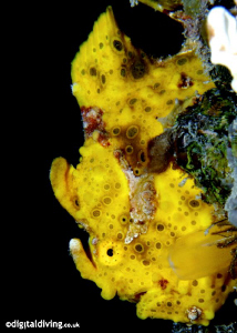 Profile image of Clown Frogfish. D200 and 105mm lens. by David Henshaw 